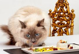 Image result for cats helping chefs