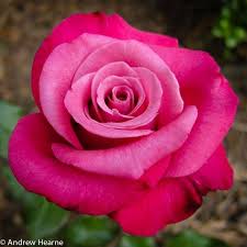 Image result for unique roses
