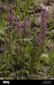 Pedicularis Rostratospicata High Resolution Stock Photography and ...