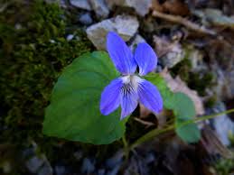 Viola reichenbachiana Jord. ex Boreau, Early dog violet (World flora ...