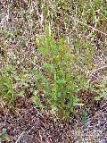 Trachomitum venetum (L.) Woodson subsp. venetum - FLORA::uniud