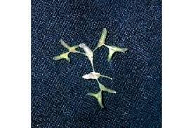 Plants Profile for Lemna trisulca (star duckweed)
