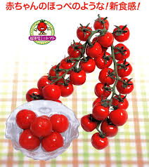 「 ミニトマト キャロルパッション」の画像検索結果