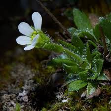 Saxifraga androsacea (Scree Saxifrage) - The Alpine Flora of ...