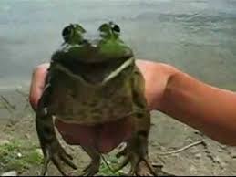 Image result for frog shit