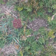 Ligusticum mutellina (L.) Crantz, Alpine lovage (World flora) - Pl ...
