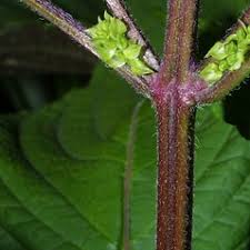 Perilla frutescens (perilla-mint): Go Botany