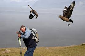 Image result for great skua
