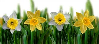 Image result for daffodils