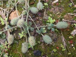 Trifolium sylvaticum | Manual of the Alien Plants of Belgium