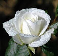 Image result for "pope benedict' "a white rose" flowers