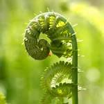 fiddlehead fern