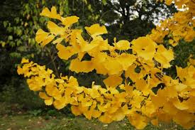 Image result for ginkgo biloba growing zone