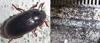 insectes Images?q=tbn:ANd9GcQrIEl95EuTHU5gs9WG-nhVS5UHi7B6OJ5fmOUtfunlWy8Drdrqww