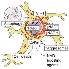 New Study Reveals Link Between Autophagy Dysfunction and Starvation of Brain Cells