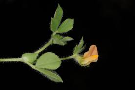 Lotus requienii Mauri ex Sanguin. | Plants of the World Online | Kew ...