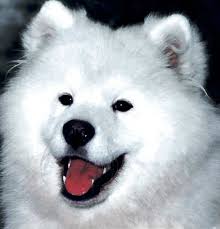 Πως ονομάζεται ο σκύλος Samoyed;