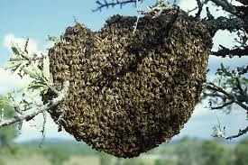 Comme les abeilles, quitter la ruche pour survivre ... Images?q=tbn:ANd9GcQs9_-b-BMovLahE5Y52cNsnEsG3t-R4PftR1yqD9xdEapXD4A3