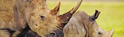 Image result for Rhinoceros