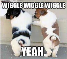 Dog Memes on Pinterest | Funny Pugs, Pugs and Puns via Relatably.com