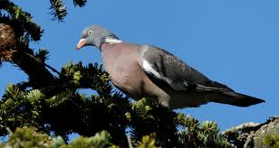 Résultat de recherche d'images pour "la chasse au pigeon"