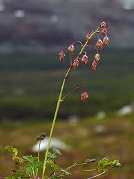 Alpine Meadow-rue, Thalictrum alpinum - Flowers - NatureGate