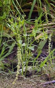 Ranunculus sceleratus - Wikipedia