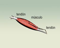 Resultado de imagen de tendones del cuerpo humano