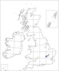 Bunium bulbocastanum | Online Atlas of the British and Irish Flora