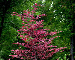 Tricolor Beech Tree with pink leaves
