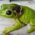 Mount Isa frog hops on flight to Cairns for life-saving medical treatment