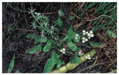 Damasonium alisma Thrumwort PFAF Plant Database