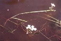 Sagittaria cristata - Online Virtual Flora of Wisconsin