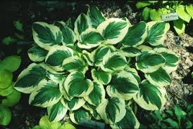 Image result for Hosta
  ( Cream Cheese Plantain lily )