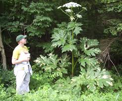 Giant Hogweed - NYS Dept. of Environmental Conservation