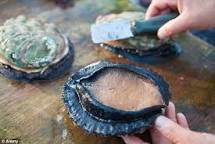Image result for Sea Abalone