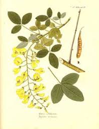 Laburnum anagyroides Laburnum, Golden chain tree PFAF Plant ...