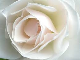 Image result for la rosa bianca