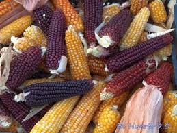 Resultado de imagen de imágenes de remolacha y maíz