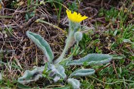 Hieracium L. | Plants of the World Online | Kew Science