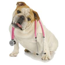 Image result for veterinary