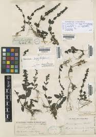 Veronica orsiniana Ten. | Plants of the World Online | Kew Science