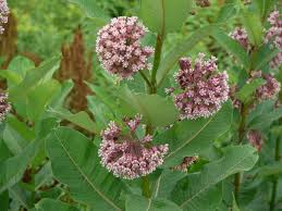 Image result for common milkweed