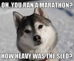 Funny-husky-puppy-memes (11) - EWallpapersonline via Relatably.com