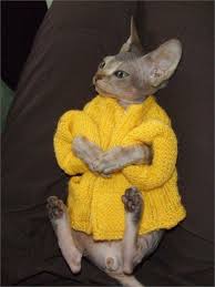 Image result for cats wearing sweaters