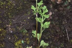 Anogramma leptophylla (L.) Link | Plants of the World Online | Kew ...