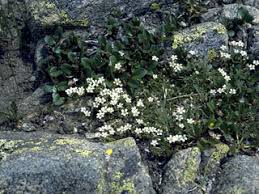 Minuartia biflora (Mountain stitchwort) | Native Plants of North America