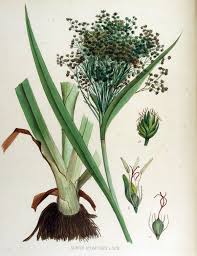 File:Scirpus sylvaticus — Flora Batava — Volume v15.jpg ...