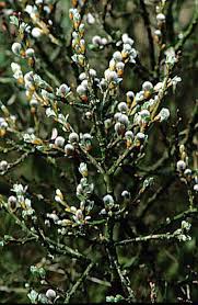 Salix helvetica | Swiss willow/RHS Gardening