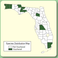 Eragrostis minor - Species Page - ISB: Atlas of Florida Plants
